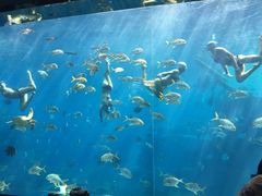 -瑞德姆美人鱼海底演艺主题餐厅(亚龙湾店)