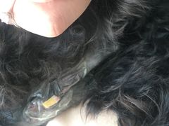 -爱贝特动物医院·猫口炎专科