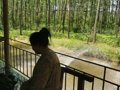 -合肥滨湖国家森林公园