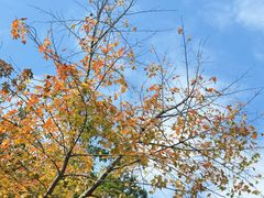 -广州市流溪河国家森林公园