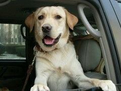 -荣耀金沙动物医院(清江西路店)