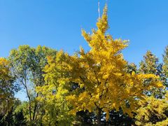 -大兴滨河森林公园