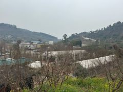 -桃源山庄·水蜜桃采摘·柴火鸡·烧烤团建(龙泉山店)