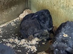 -上海大自然野生昆虫馆(东方明珠·爬宠昆虫探索中心)