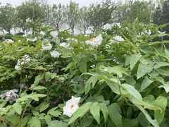 -洛阳市隋唐城遗址植物园