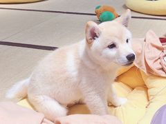 -逗柴咖啡屋·狗咖猫咖宠物桌游
