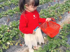 -喜杨洋草莓采摘园