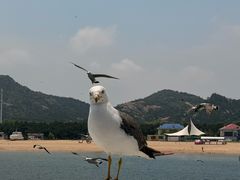 -海驴岛(荣成市)
