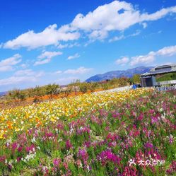 大理花海61云海芳草
