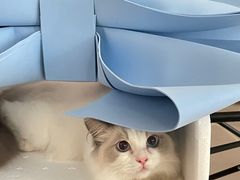 -猫遇摄影工作室
