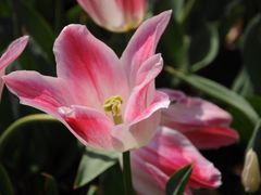 -上海鲜花港