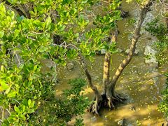 -宝安西湾红树林湿地公园