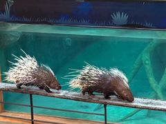 -清迈夜间动物园