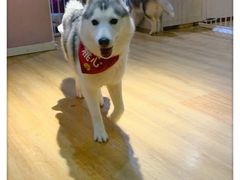 -Husky Go! 哈士奇体验馆·宠物咖啡厅狗咖