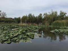 -前关湿地公园