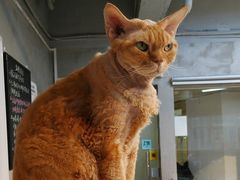 -Heymao猫咖.咖啡厅(东门店)