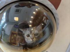 -瑞派申生动物医院·24H夜诊·国际动物医疗中心·骨外科(吴中路店)