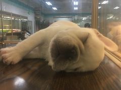 -乐宠宠物店(世纪金源店)