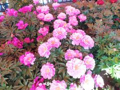 -洛阳市隋唐城遗址植物园