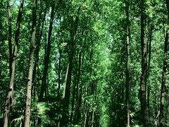 -合肥滨湖国家森林公园