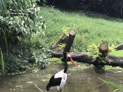 -新加坡飞禽公园