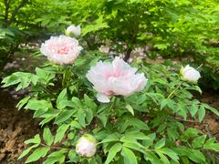 -洛阳市隋唐城遗址植物园