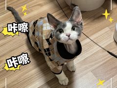 -猫大福·Fortune Cat猫舍(百子湾店)