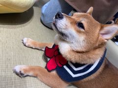 -逗柴咖啡屋·狗咖猫咖宠物桌游