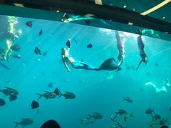 -瑞德姆美人鱼海底演艺主题餐厅(亚龙湾店)