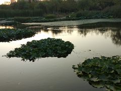 -前关湿地公园