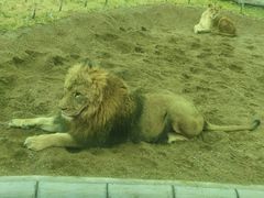 -北京野生动物园