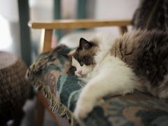 -猫米花园