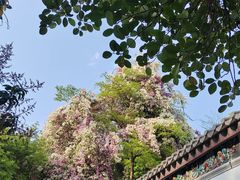 -深圳国际园林花卉博览园