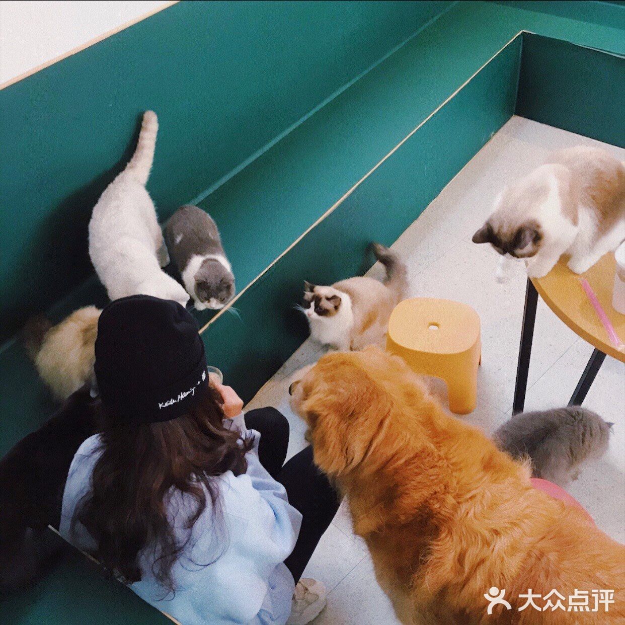 打卡一家可以rua猫又可以撸狗的店