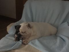 -PETKIT 小佩宠物·低压洗护·美容·寄养(安远店)