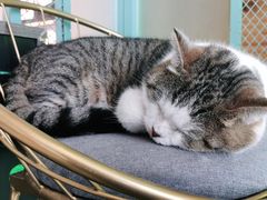 -喵屿·大理花园猫咖