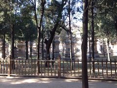 塔林-少林寺景区