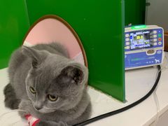 -瑞鹏瑞爱宠物医院·全科·猫科·血液透析中心(龙头寺店)