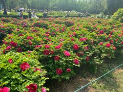 -洛阳市隋唐城遗址植物园