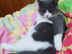 -Bastet sally猫舍购宠(静安店)