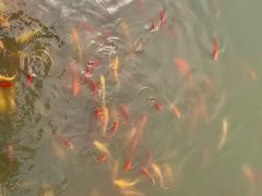 -武汉紫薇都市田园