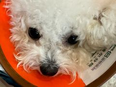 -爱侣·安琦尔宠物医院·中兽医针灸·心内科·狂犬免疫点(宝山区院)