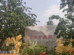 -御林古桑园