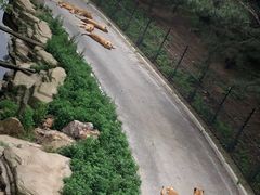 -大连森林动物园