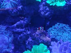 -上和臻品中国菜(花园街店)