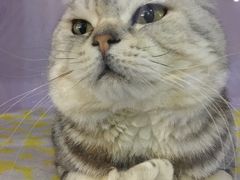 -喵的天空名猫咖啡馆·撸猫·猫舍·用品