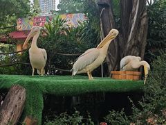 -广州长隆国际大马戏