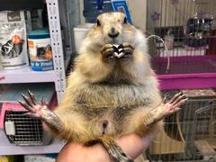 -钓仓鼠(洋桥北里小区店)