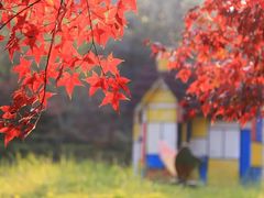 -田野绿世界