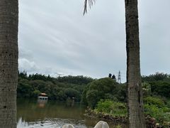 -深圳仙湖植物园